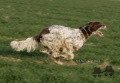 Setter Anglais BIG JIM Setter Anglais BIG JIM